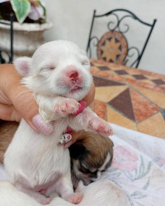 Maltese