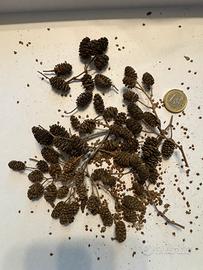 70 Pignette di ontano