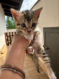 Animali