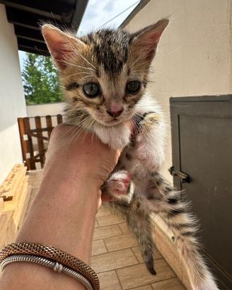 Animali