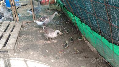 Oca Cignoide e Tolosa