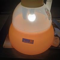 incubatrice elettrica covatutto16