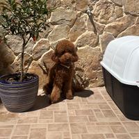 Barboncino per monta