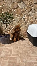 Barboncino per monta