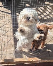 Maltese maschio
