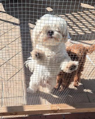 Maltese maschio