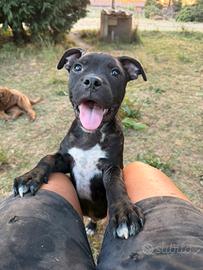 Staffordshire Bull Terrier