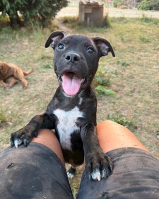 Staffordshire Bull Terrier