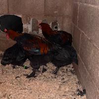 Marans