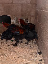 Marans