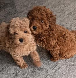 Cuccioli di barboncino