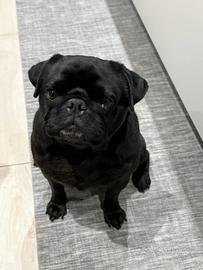 Carlino maschio nero disponibile per accoppiamento