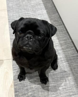 Carlino maschio nero disponibile per accoppiamento