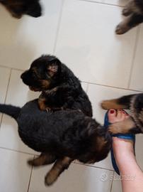 Dponibile un cucciolo femminuccia di pastore tede