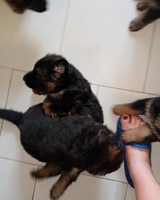 Dponibile un cucciolo femminuccia di pastore tede