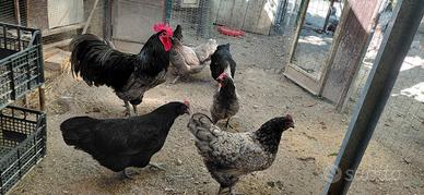 Gruppo Australorp blu/ nero
