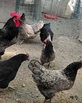 Gruppo Australorp blu/ nero