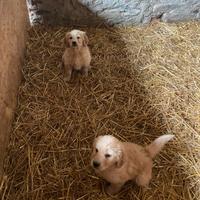 Cuccioli golden retriever americani