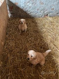 Cuccioli golden retriever americani