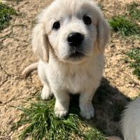 Golden Retriever linea inglese