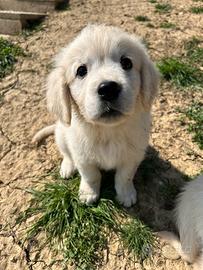 Golden Retriever linea inglese
