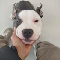 Cucciolo Pitbull American bully