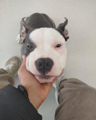 Cucciolo Pitbull American bully