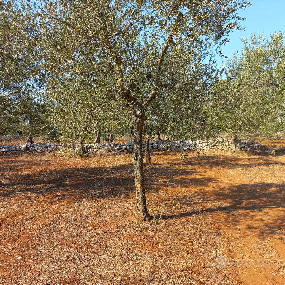 Terreno agricolo uliveto zona Cellamare - Vista 4