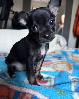 Dolcissima Chihuahua Toy femmina pelo raso nero