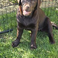 Cuccioli labrador
