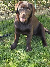 Cuccioli labrador