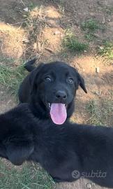Cuccioli Labrador due mesi maschi femmine