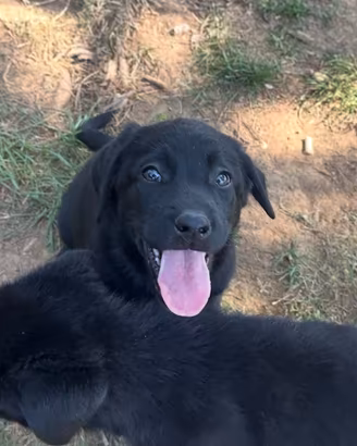 Cuccioli Labrador due mesi maschi femmine