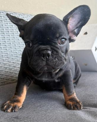 Bulldog francese