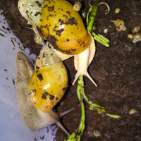 Lumache Lissachatina Fulica Jadatzi/Rodatzi