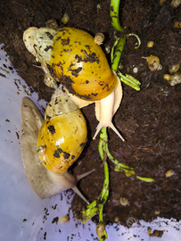 Lumache Lissachatina Fulica Jadatzi/Rodatzi