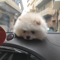 Spitz di Pomerania nano