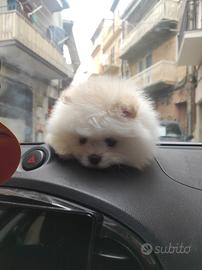 Spitz di Pomerania nano