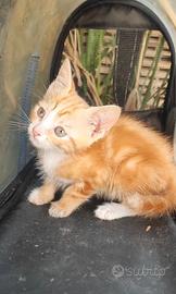 Cuccioli di gatto siberiano Rossi maschi e femmine