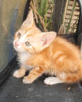 Cuccioli di gatto siberiano Rossi maschi e femmine