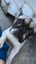 Bulldog Francese Maschio