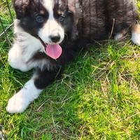 Australian shepherd pastore australiano