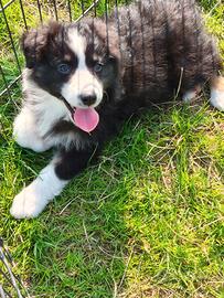 Australian shepherd pastore australiano