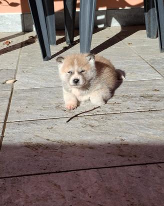 Cuccioli Akita Inu