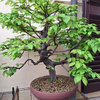 Carpino Bonsai