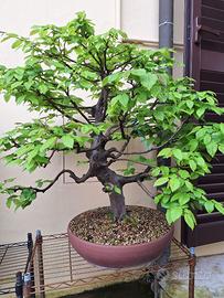 Carpino Bonsai