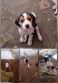 Cuccioli di beagle