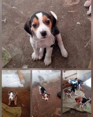 Cuccioli di beagle