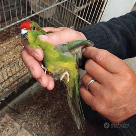 2 femmine Kakariki adulte