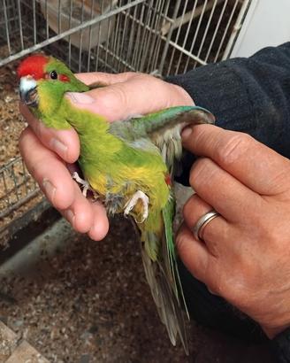 2 femmine Kakariki adulte